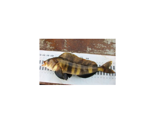 長線六線魚進(jìn)口清關(guān)代理清關(guān)公司