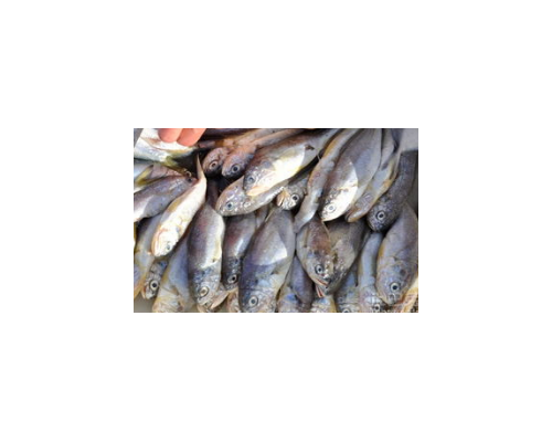 南非鳀进口清关代理清关公司