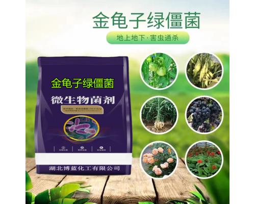 金龟子绿僵菌杀虫剂